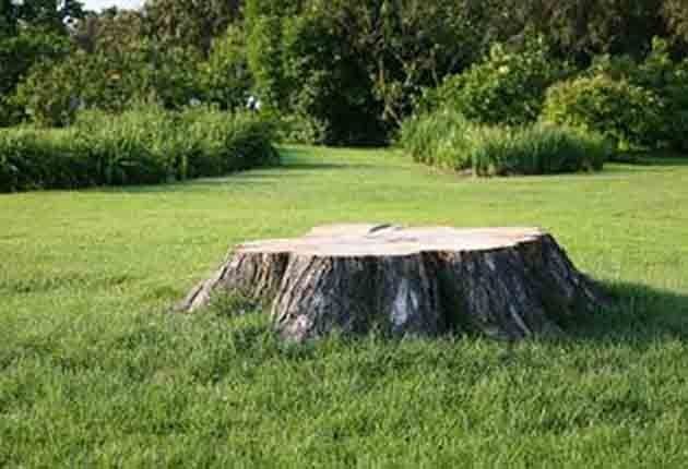 Best Ways To Remove Tree Stumps